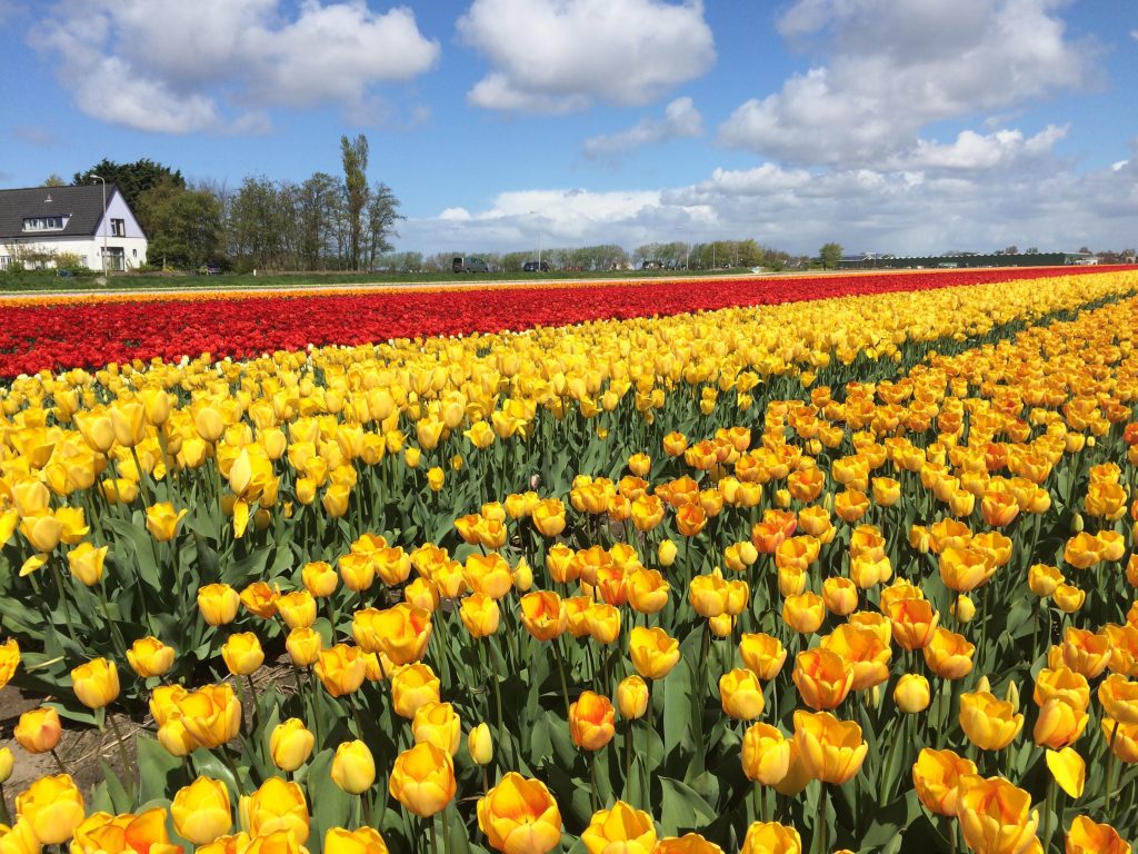 Кекенхоф 2018, Нидерланды, парк цветов