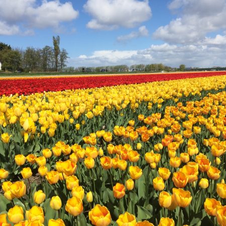 Кекенхоф 2018, Нидерланды, парк цветов