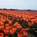 Когда цветут поля тюльпанов в Голландии?