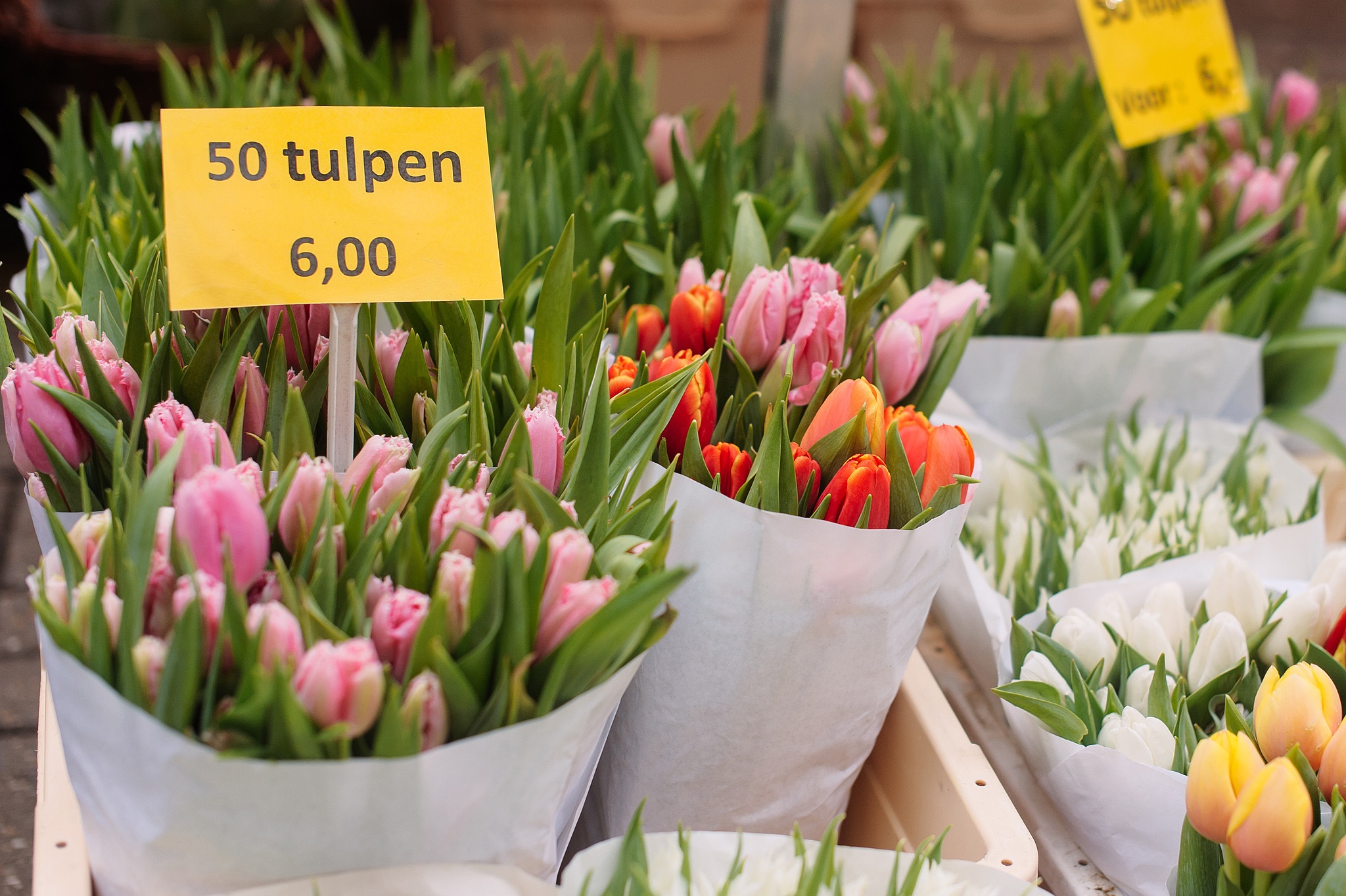 Тюльпаны на Цветочном рынке Амстердама