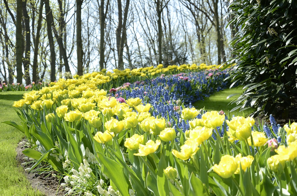 Best time to visit Keukenhof in March, April, May