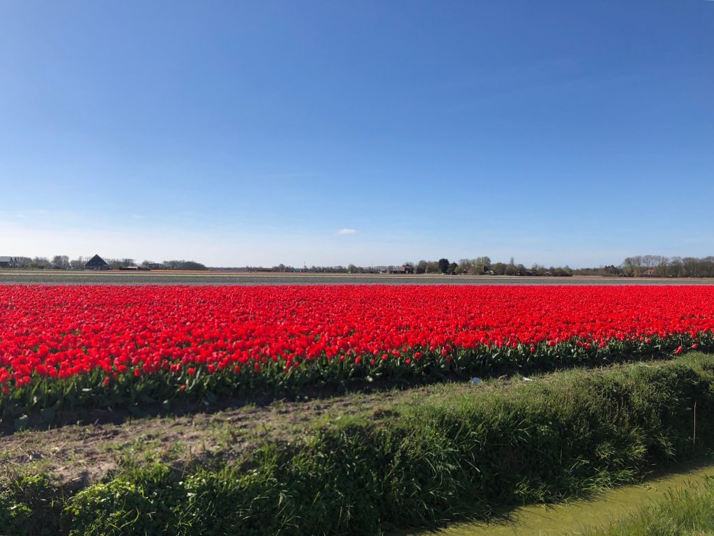 Когда цветут поля тюльпанов в Нидерландах?