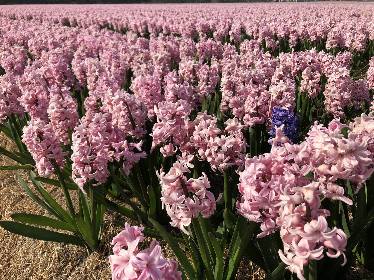 Flower fields near Amsterdam