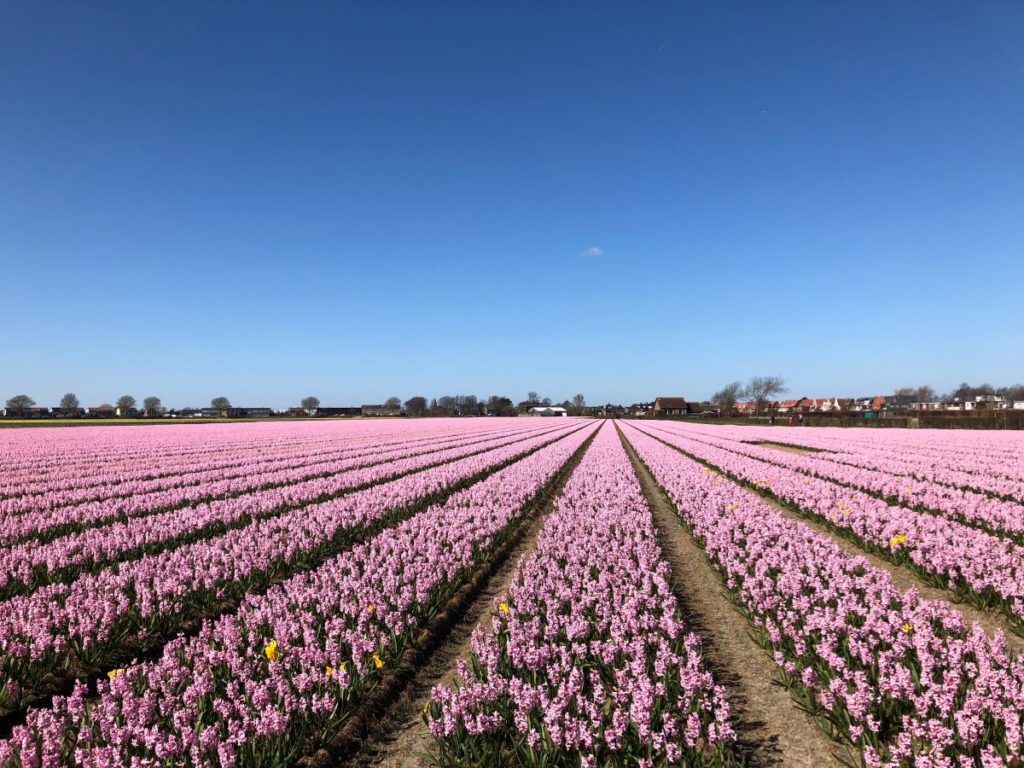 Поля цветов, тюльпаны, гиацинты, нарциссы в Нидерландах