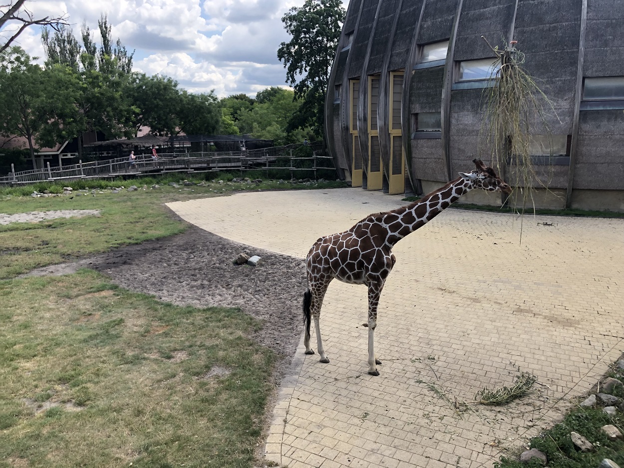 Blijdorp Zoo in Rotterdam