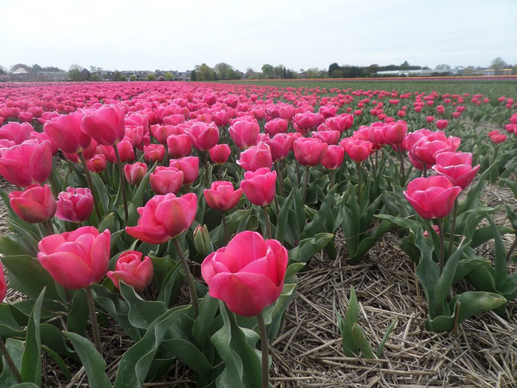 Тюльпанные поля возле Амстердама