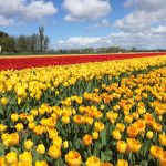 Кекенхоф 2023, Нидерланды, парк цветов