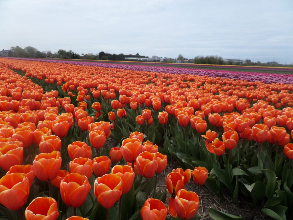 Когда цветут поля тюльпанов в Голландии?
