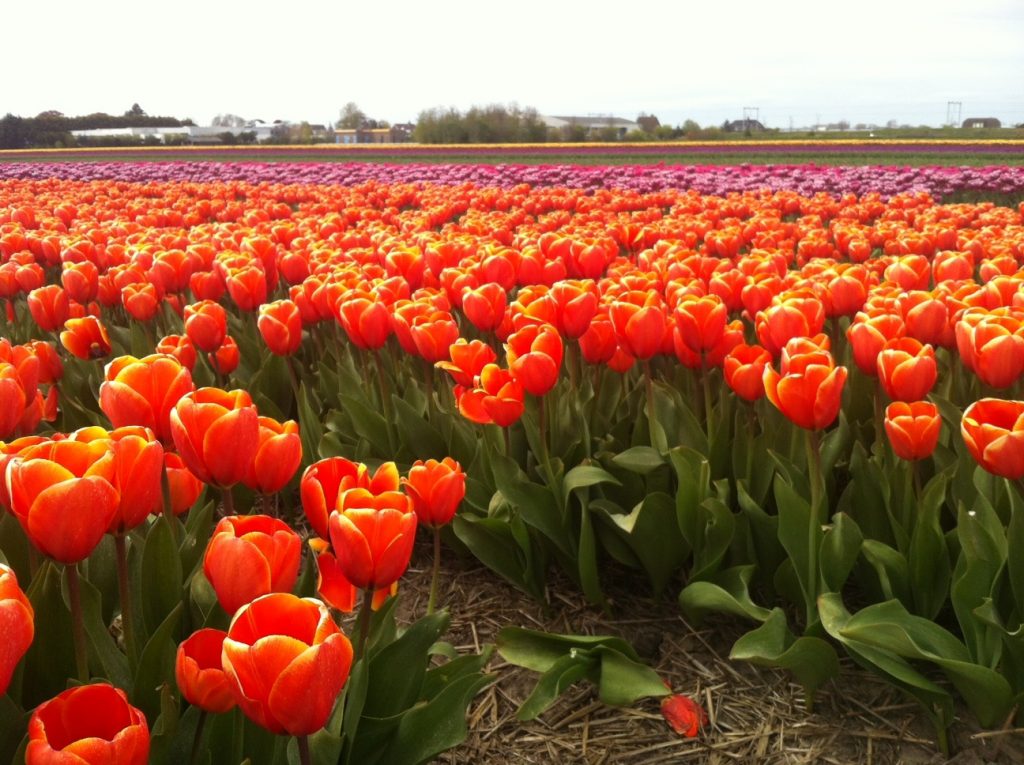 Цветочные поля в Голландии, сезон цветения тюльпанов в Нидерландах