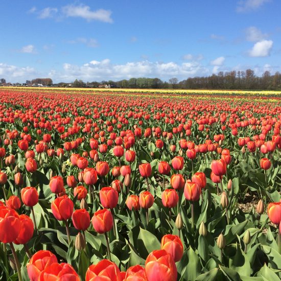Bloemencorso 2026 Bloemencorso 2026