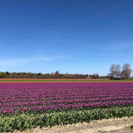 Поля тюльпанов в Нидерландах