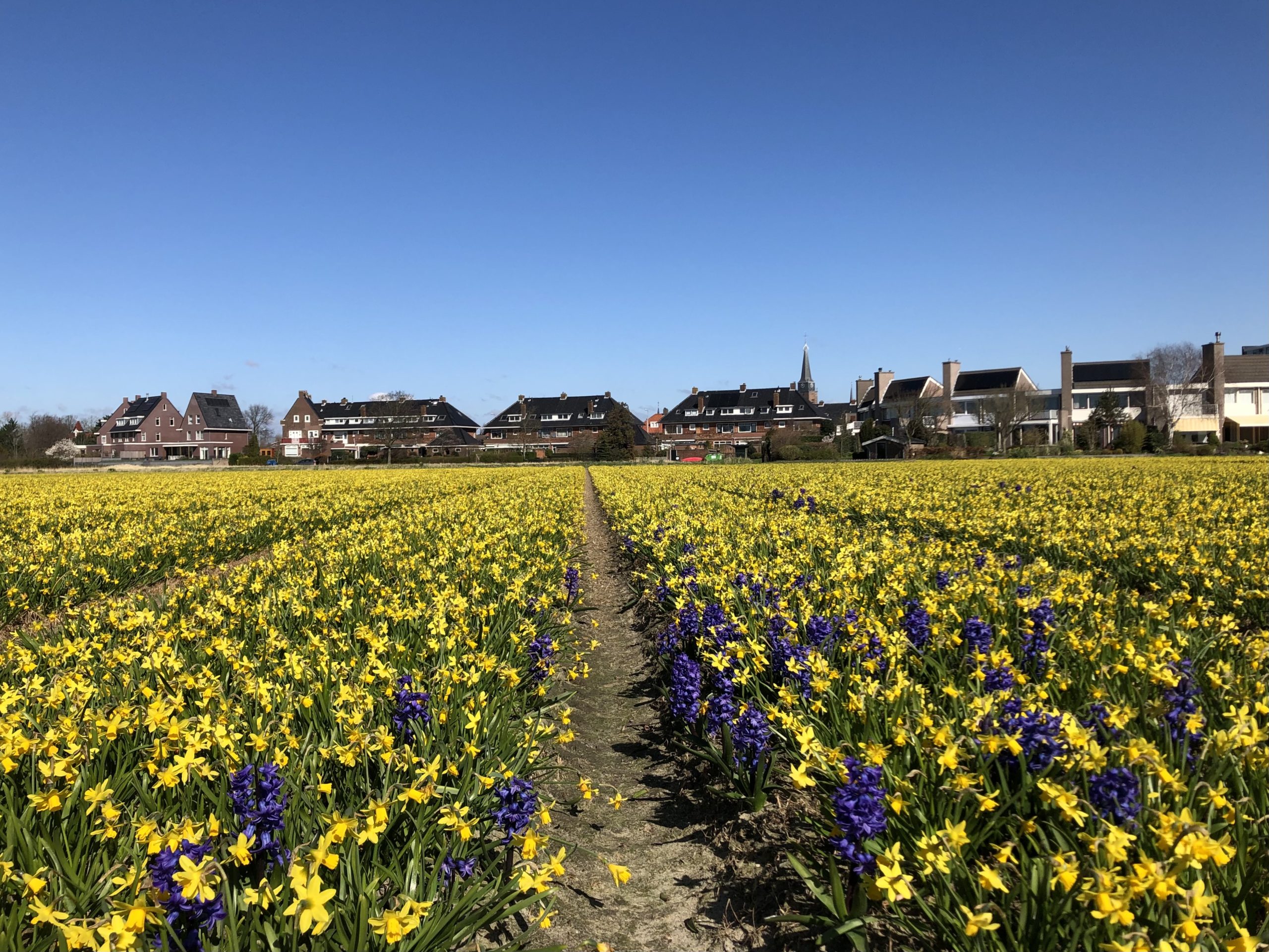 Поля цветов возле Кекенхофа, Нидерланды