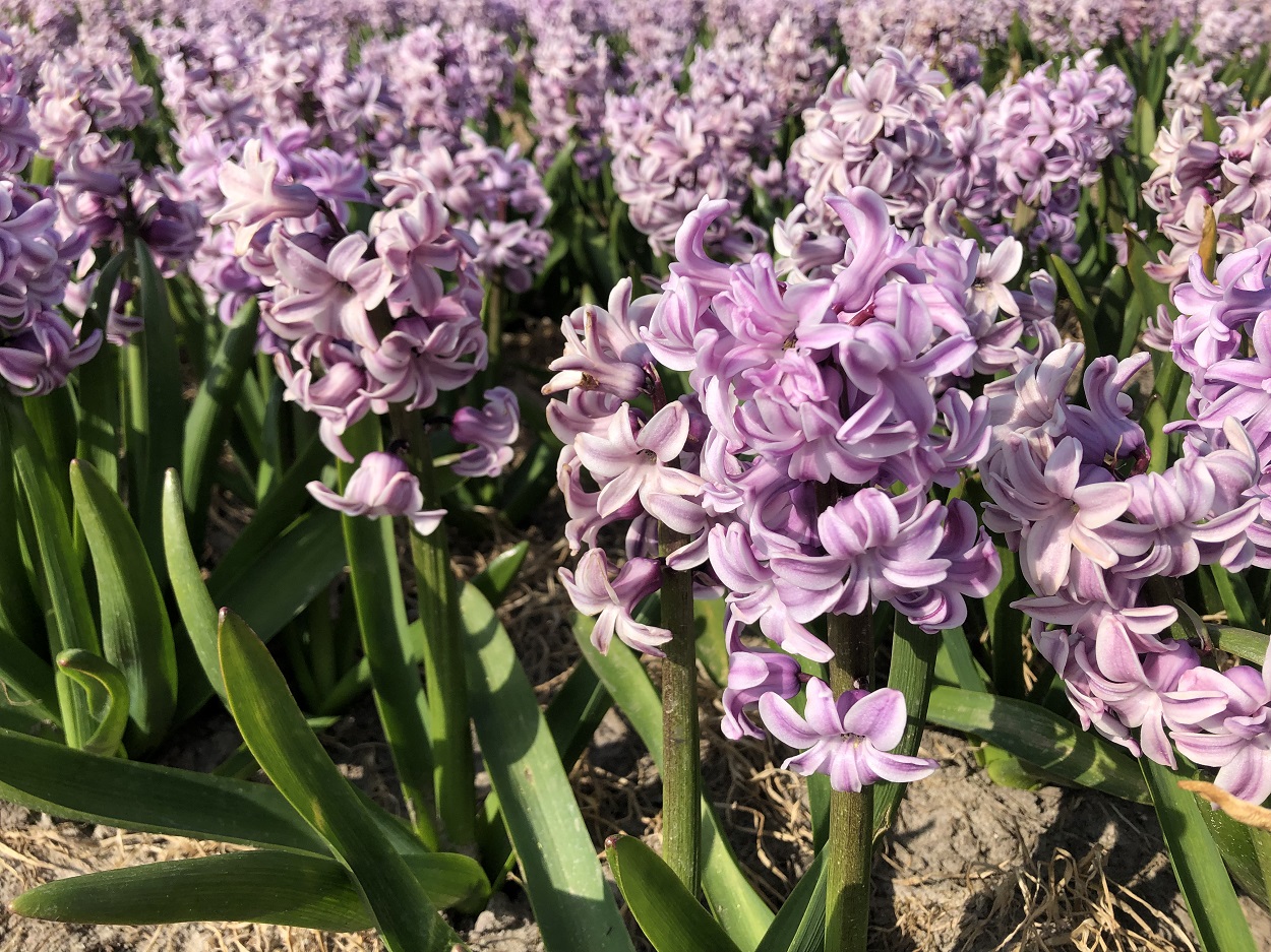 Когда цветут поля в Нидерландах? Гиацинты
