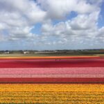 Вертолетные туры над полями тюльпанов, сезон тюльпанов в Нидерландах
