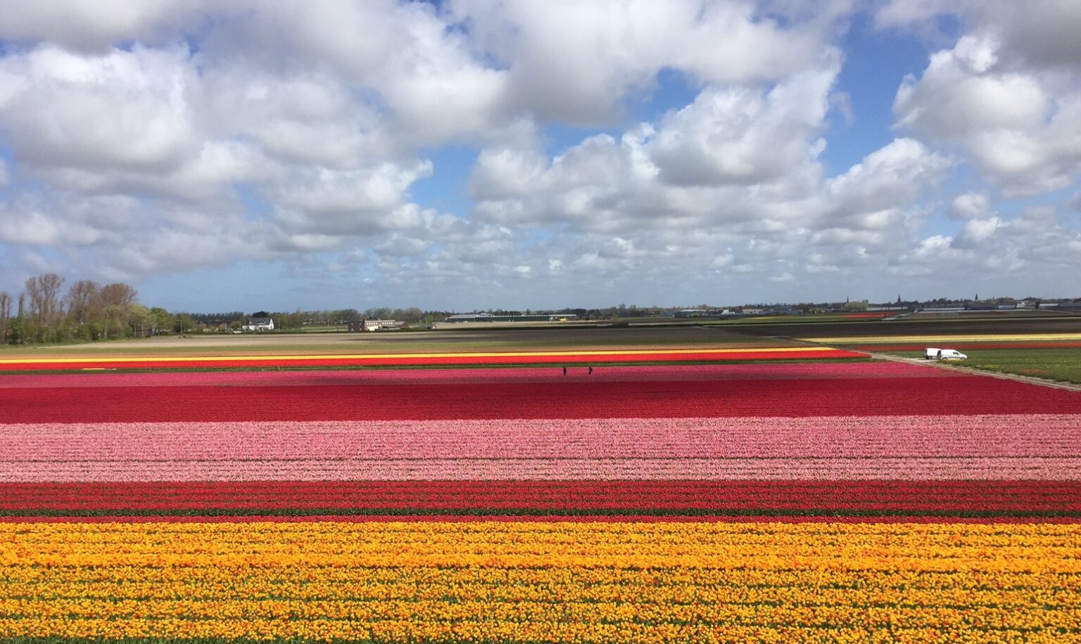 Поля тюльпанов в голландии моне. Bulb fields.