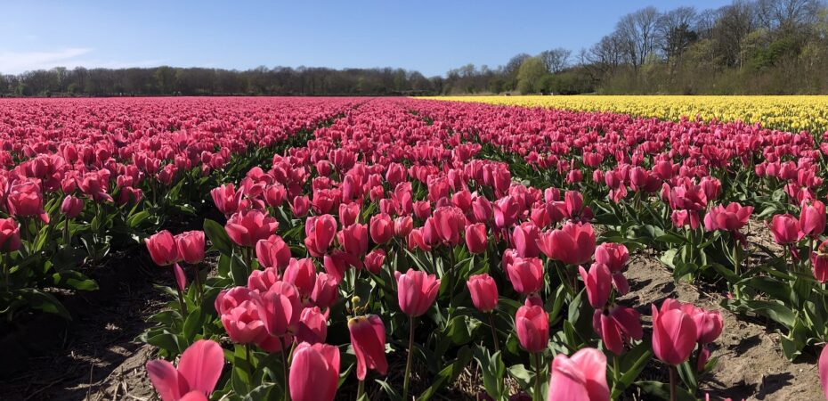 Тюльпанные поля, Нидерланды