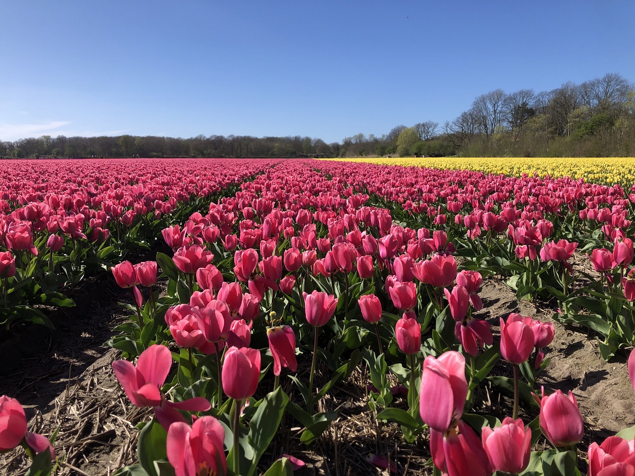 Тюльпанные поля, Нидерланды