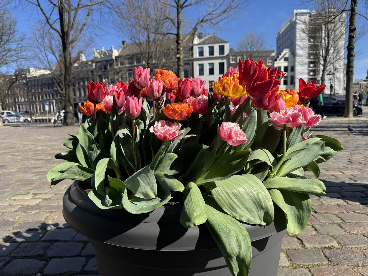 Тюльпаны фестиваль в Амстердаме 2026
