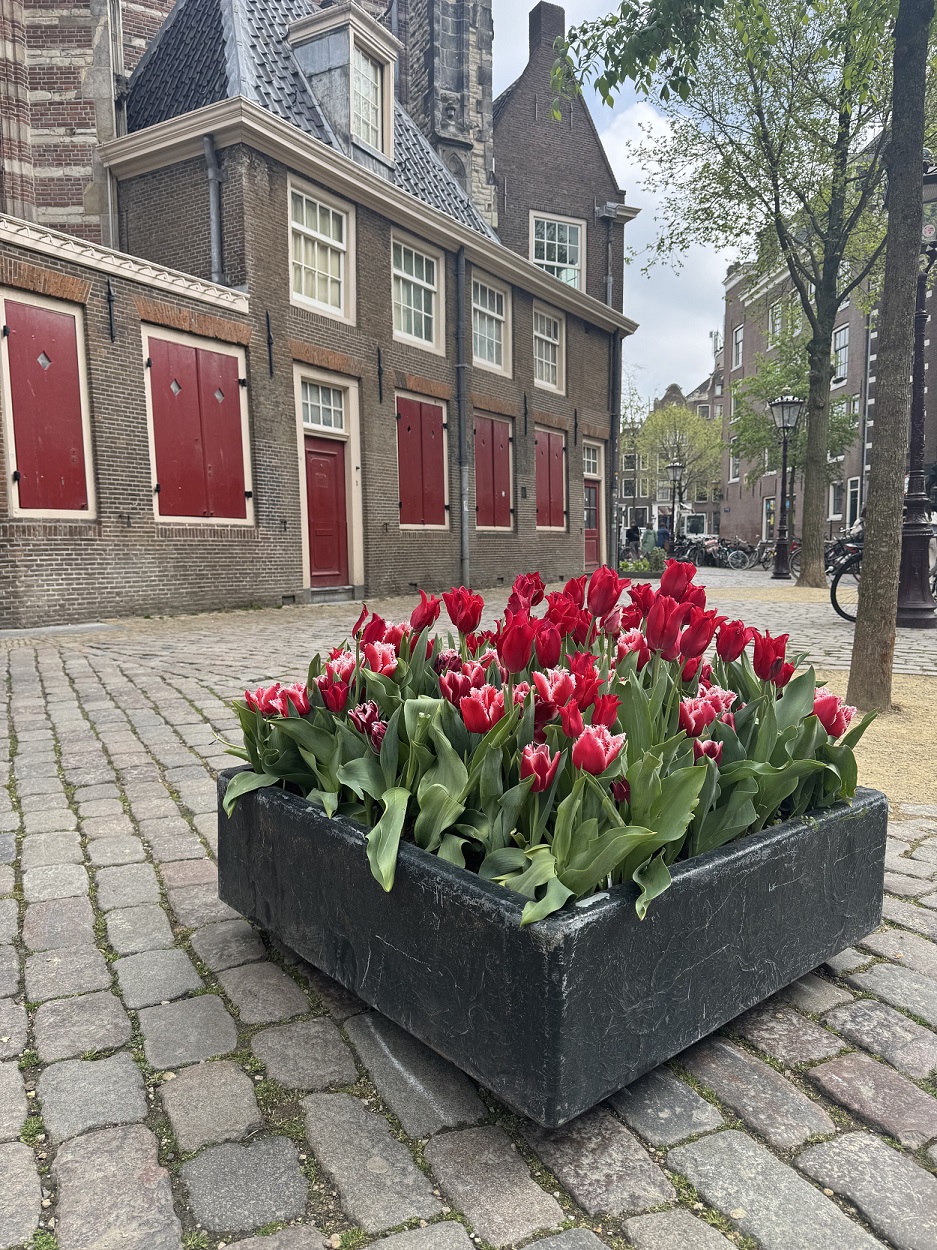 Праздник тюльпанов в Амстердаме в 2026 году
